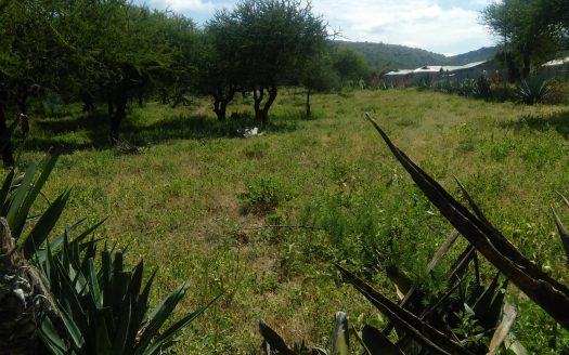 OLE POLOS, KADIADO COUNTY